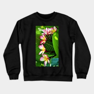 plumeria-flowers-frangipani-floral-blossom-multi-colors-shirtyshirto-64 Crewneck Sweatshirt